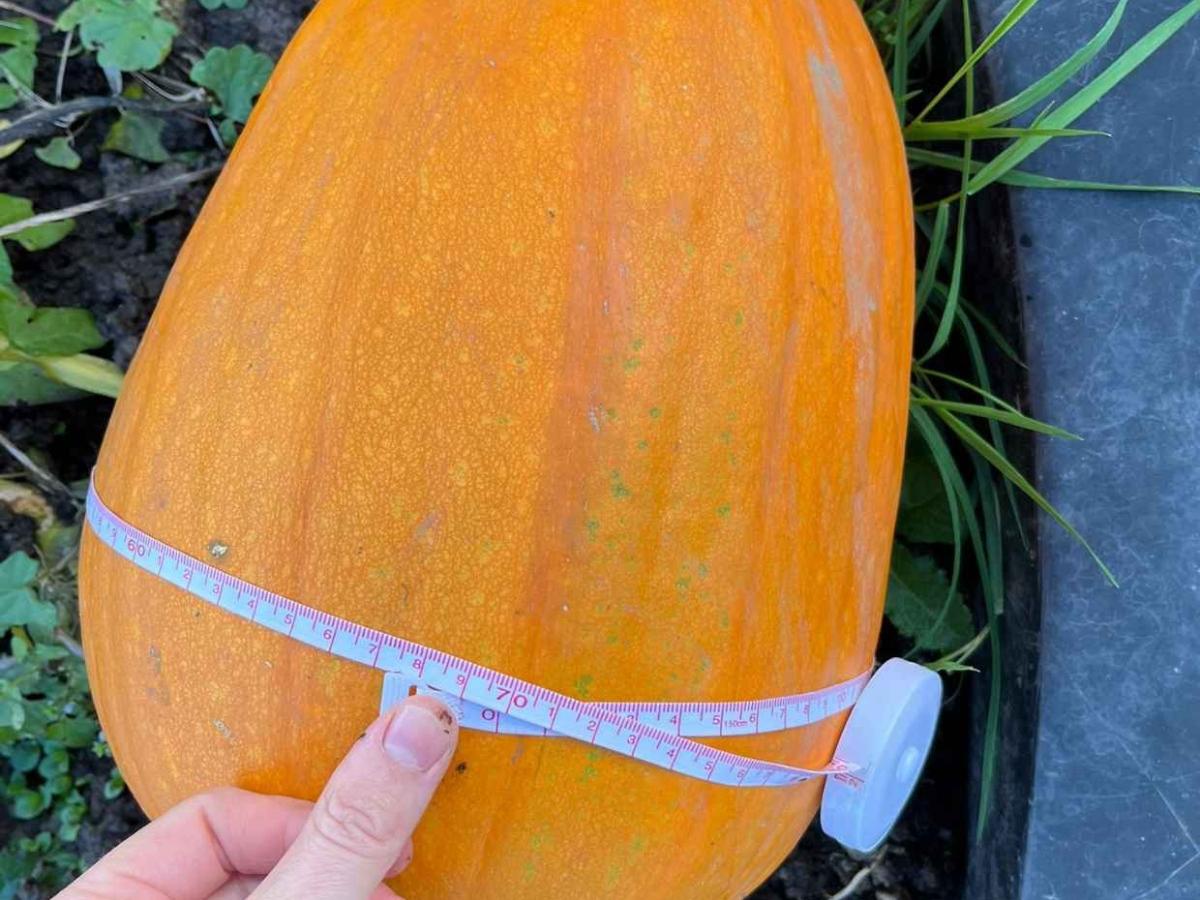 Kürbis Competition AK Nachhaltigkeit (2)